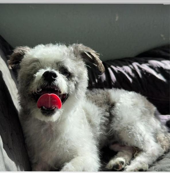 Poppy in TX, Adoptable, Young Female Poodle.