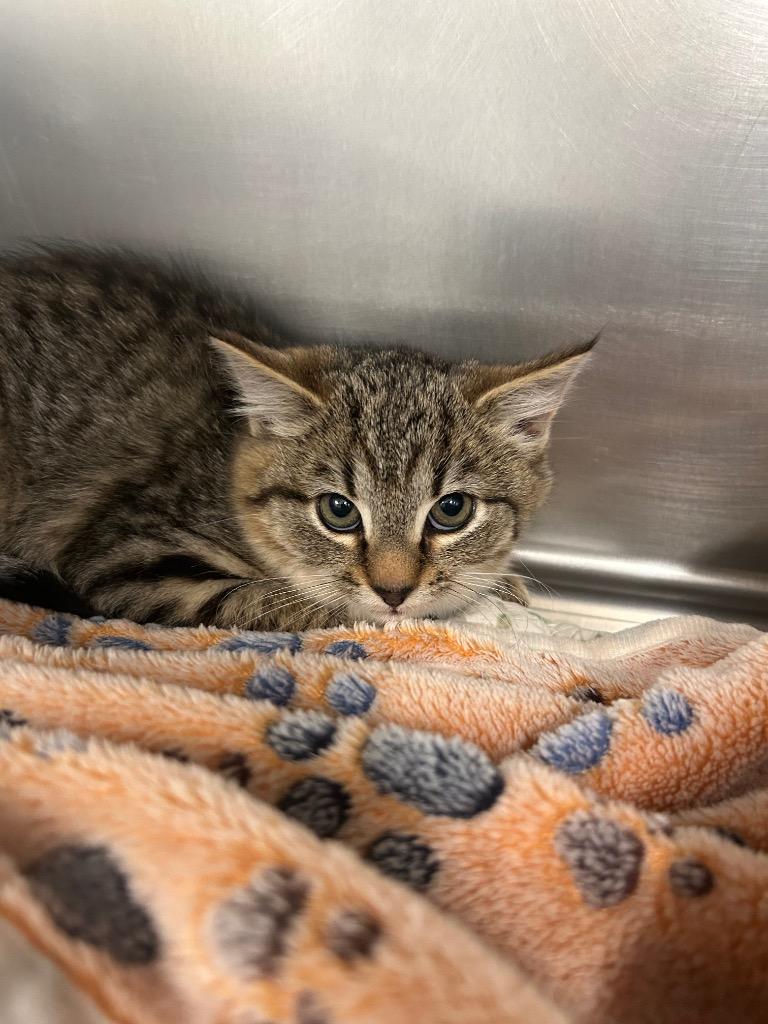 Swirl, Adoptable, Kitten Female Domestic Short Hair.