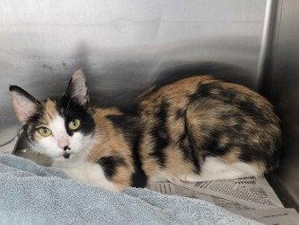 Enlarge CA 127 Calypso, a Adoptable Calico in Glen Allen, VA image 1/1