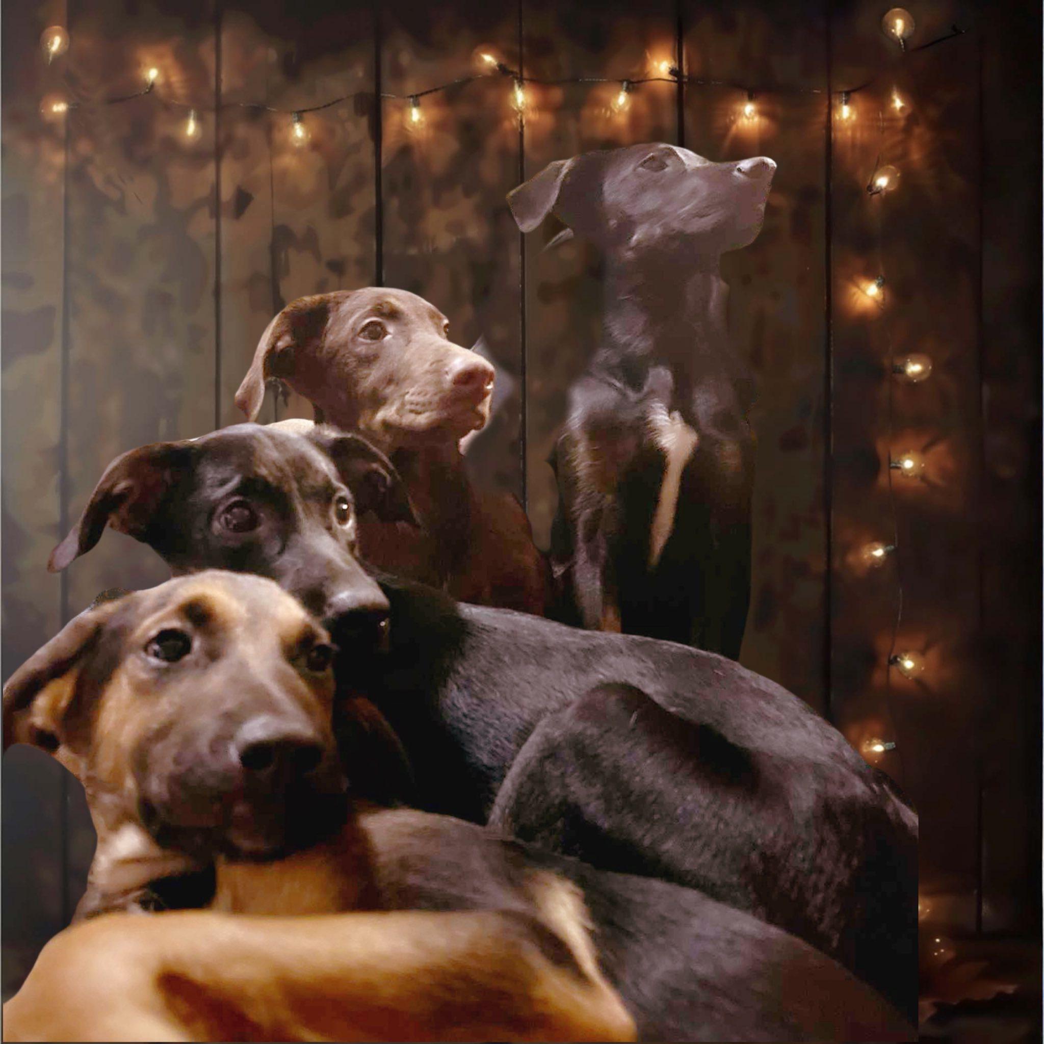 Pile O' Precious Pups