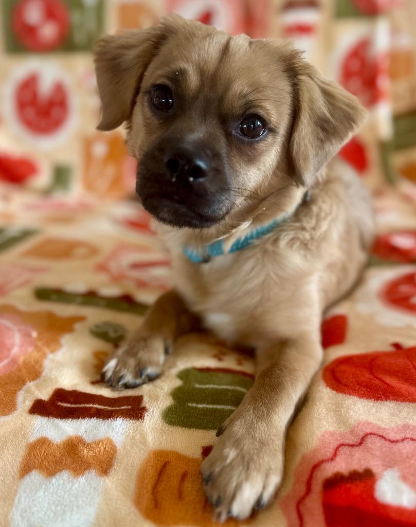 Enlarge Percy, a Adopted mixed breed in Hudson, NY image 1/1