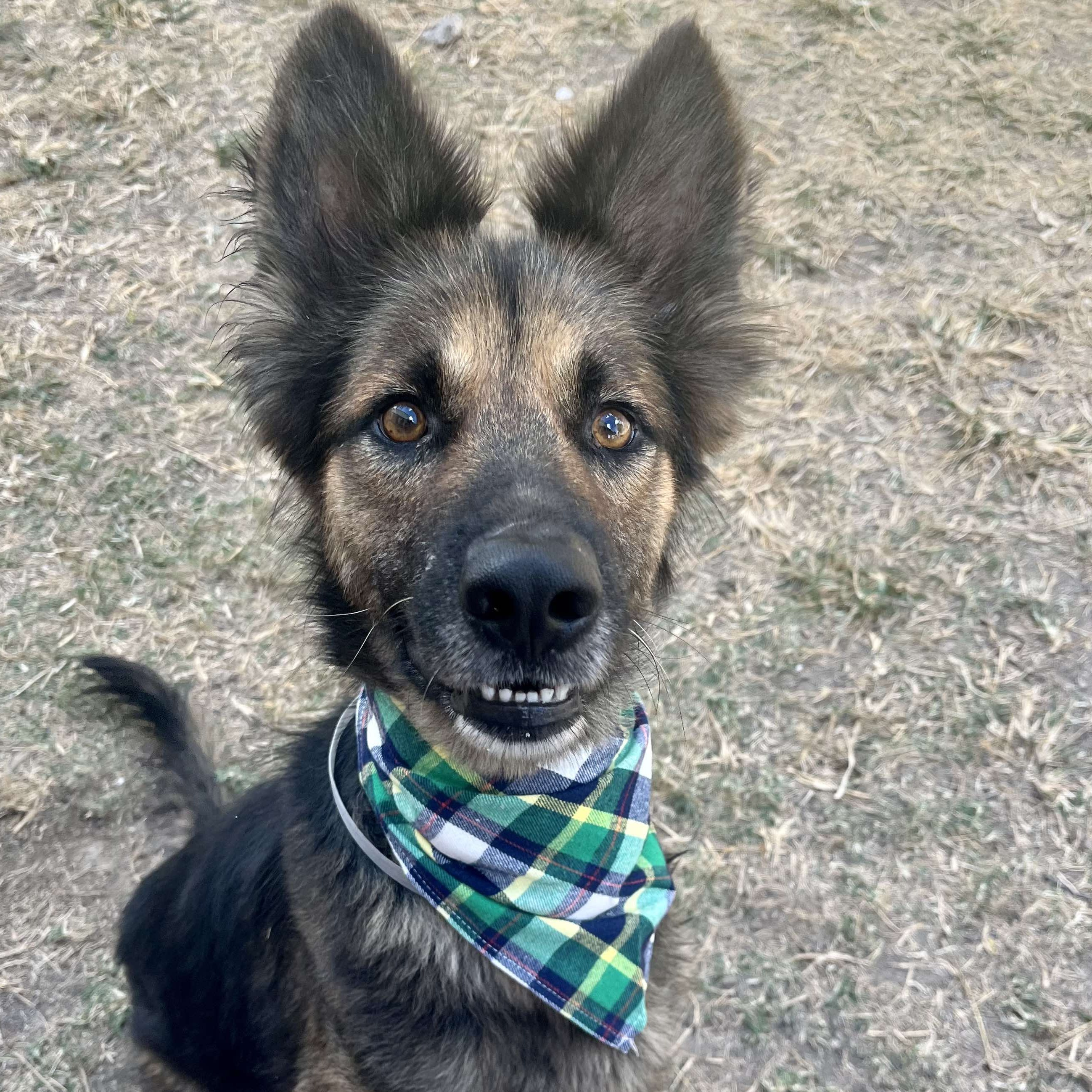 Dog for adoption Arnold, a German Shepherd Dog Mix in White Marsh, MD