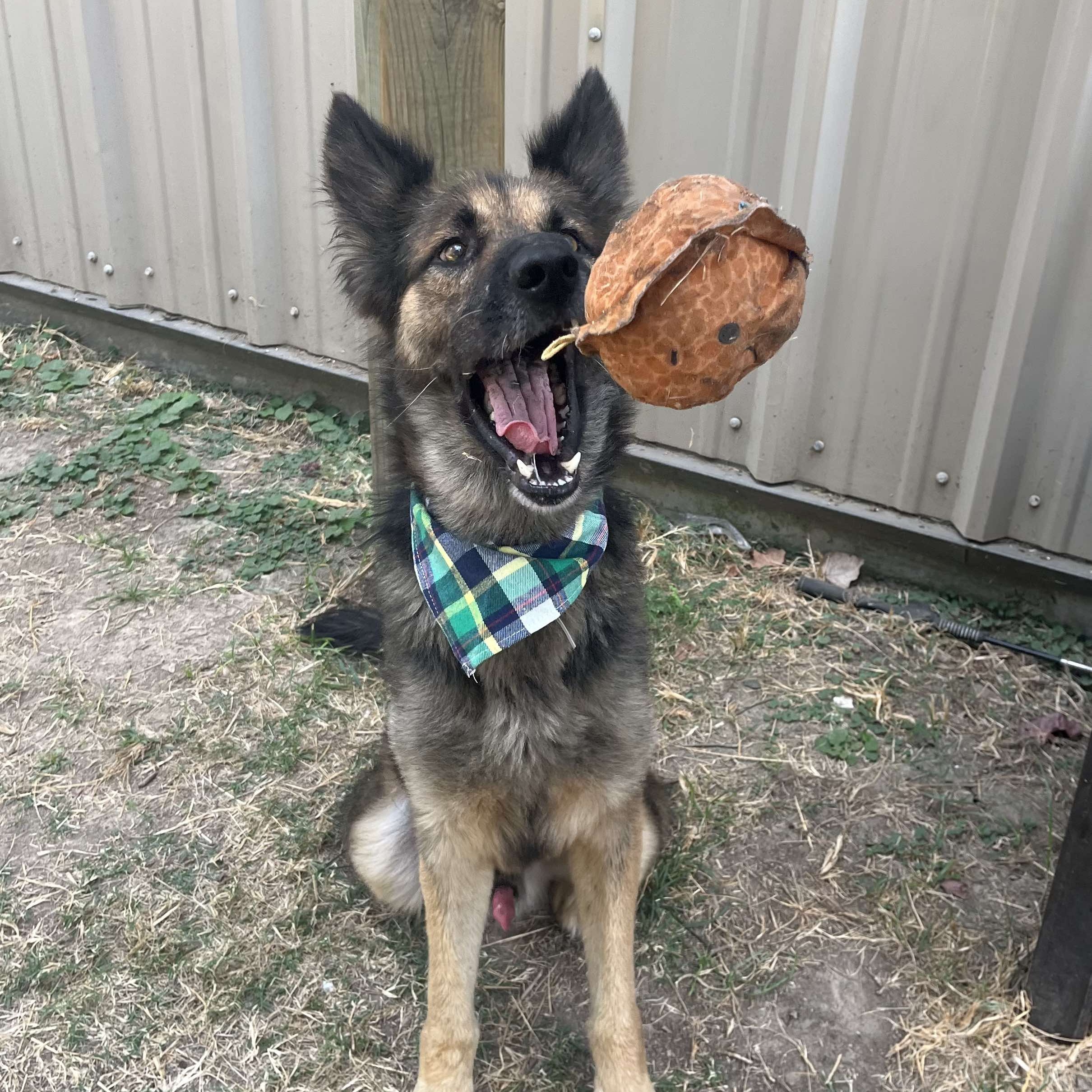 Dog for adoption Arnold, a German Shepherd Dog Mix in White Marsh, MD