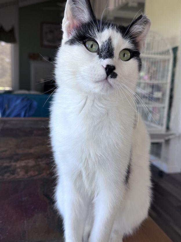 Moo, an adopted Domestic Short Hair in Anchorage, AK_image-1