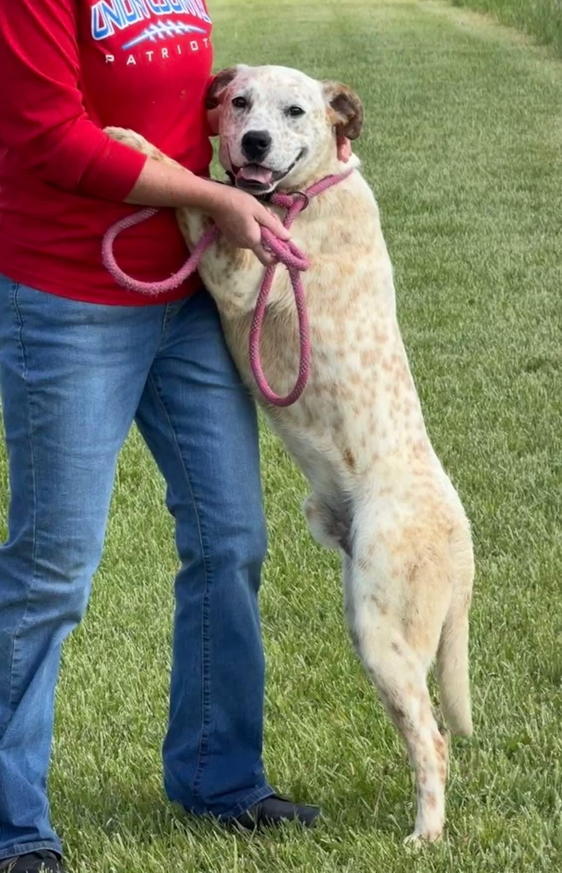Enlarge Griffen, a ADOPTABLE mixed breed in Liberty, IN image 5/5