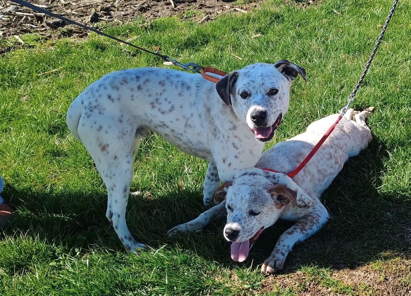Enlarge Griffen, a ADOPTABLE mixed breed in Liberty, IN image 4/4