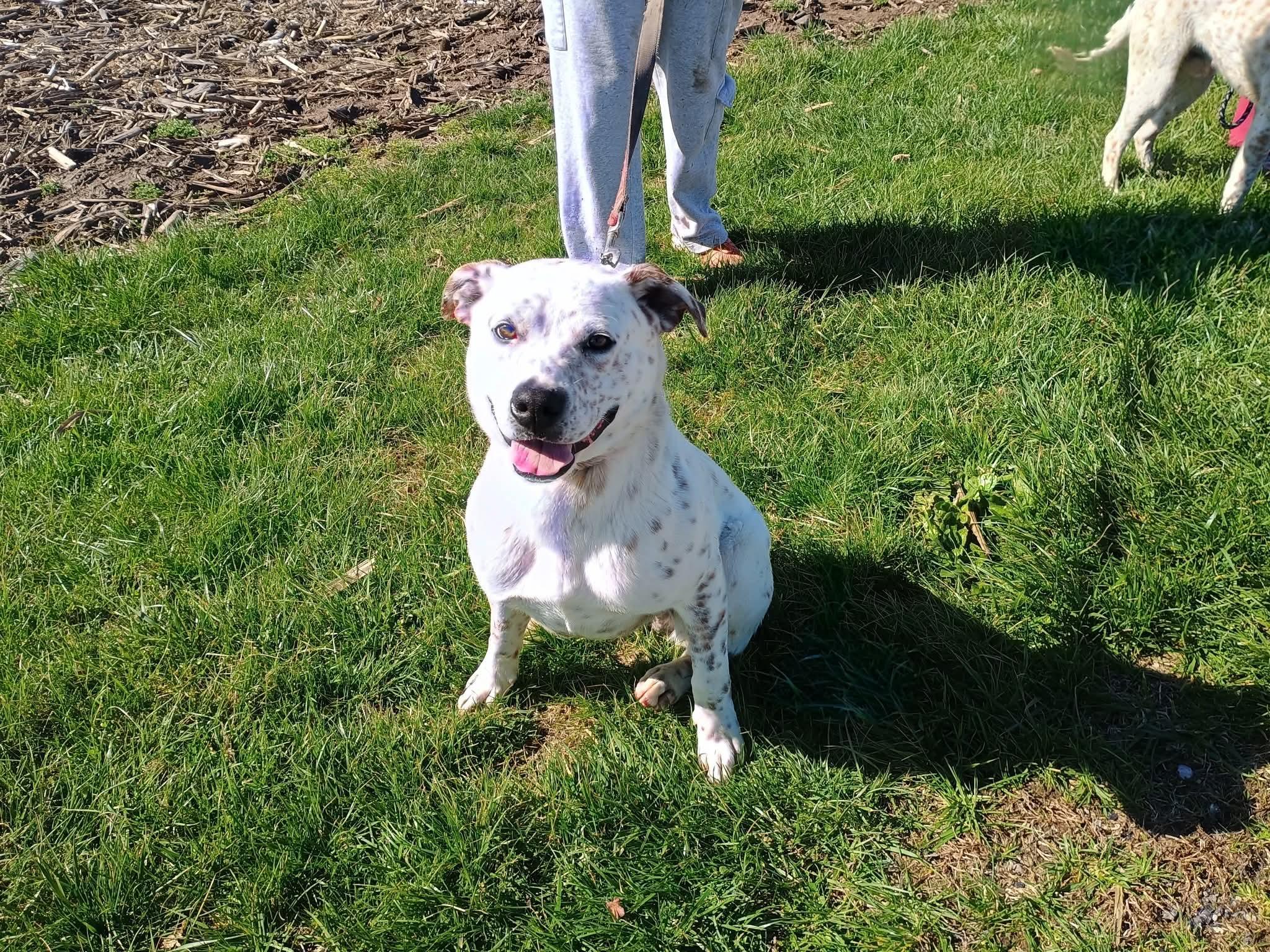 Griffen, ADOPTABLE, Young Male Australian Cattle Dog / Blue Heeler & Boxer.