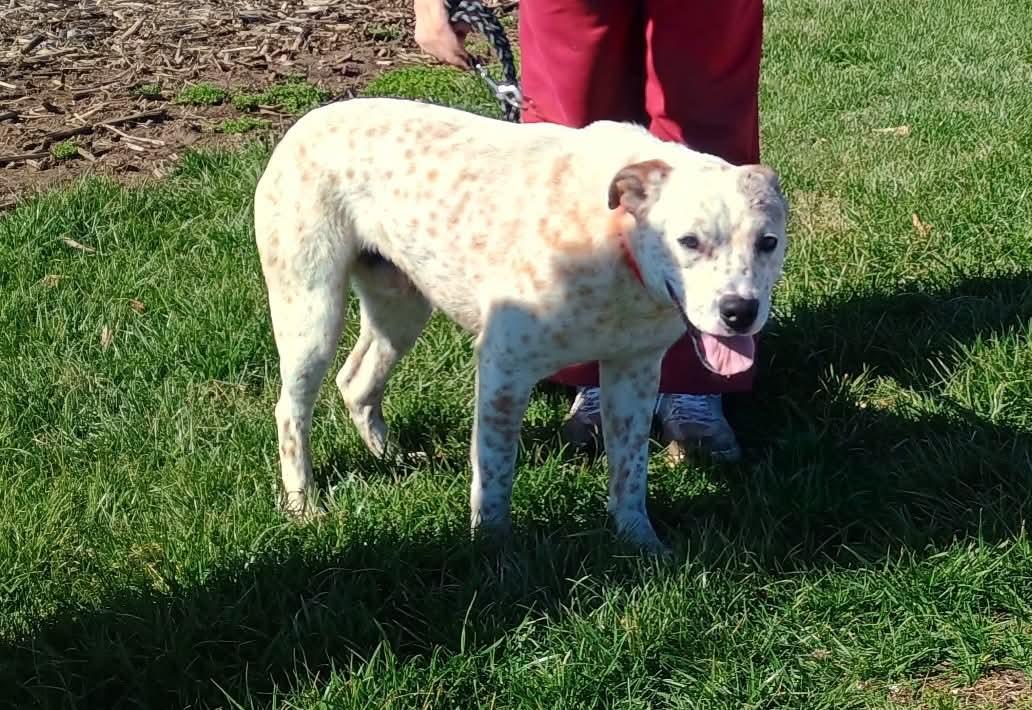 Enlarge Griffen, a ADOPTABLE mixed breed in Liberty, IN image 3/4