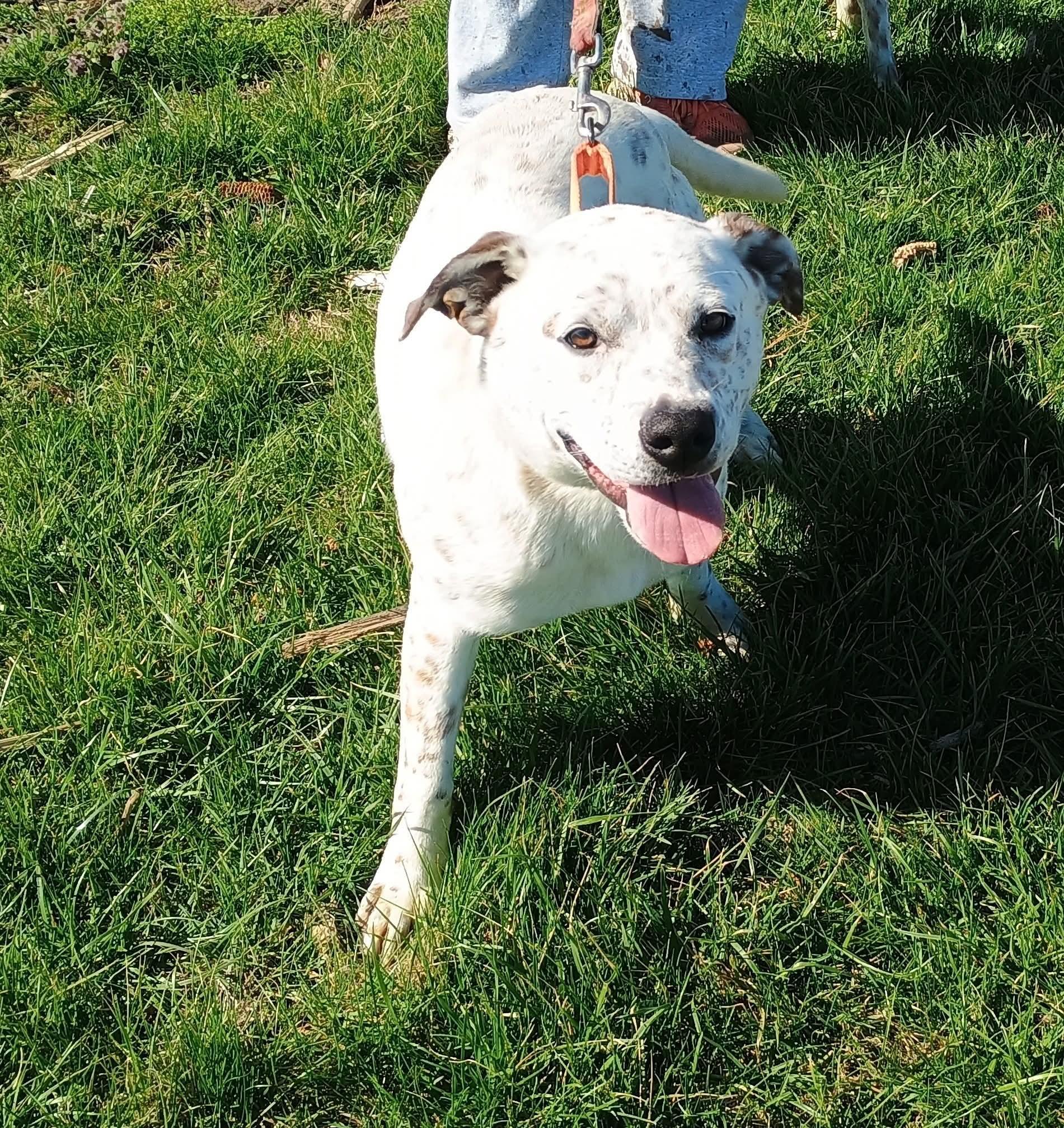 Enlarge Griffen, a ADOPTABLE mixed breed in Liberty, IN image 2/4