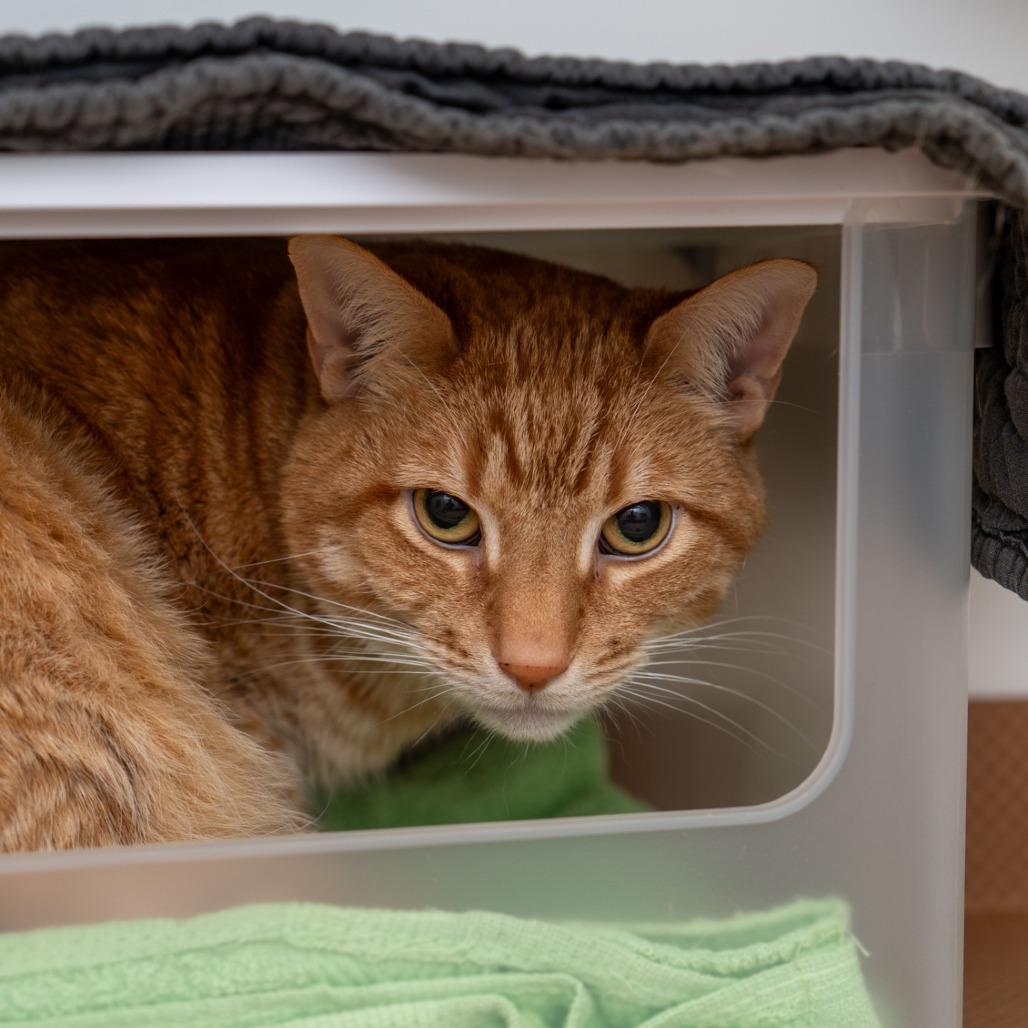 Enlarge Meep, a Adoptable Domestic Short Hair in New York, NY image 1/1