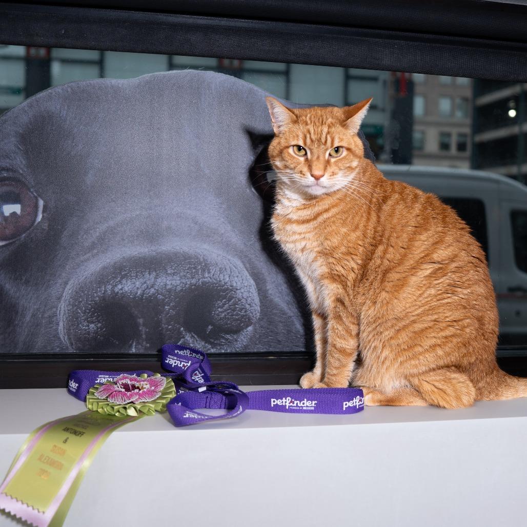Enlarge Meep, a Adoptable Domestic Short Hair in New York, NY image 2/2