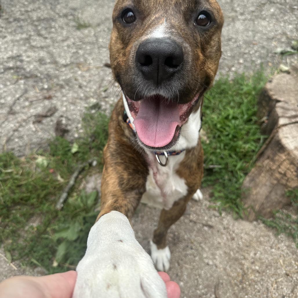 Worthy, Adoptable, Adult Male Pit Bull Terrier & Great Dane.