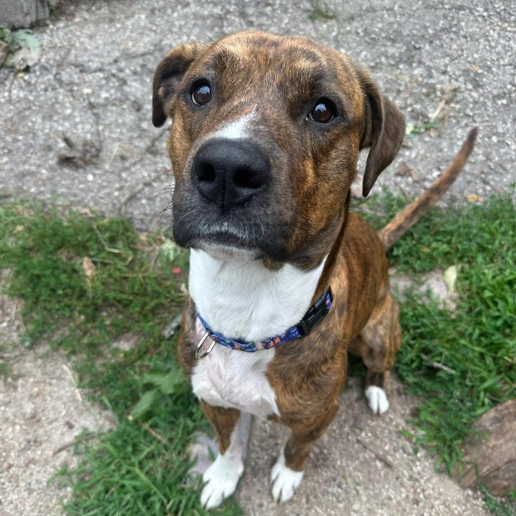Enlarge Worthy, a Adoptable mixed breed in Spring Hill, KS image 2/6
