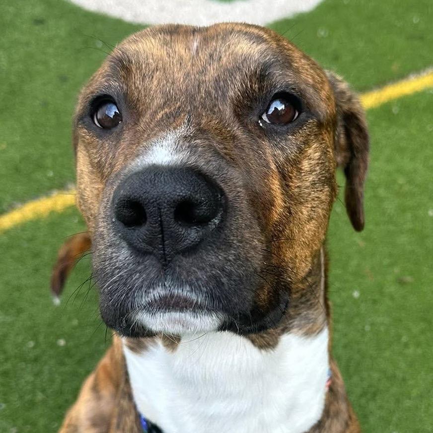 Enlarge Worthy, a Adoptable mixed breed in Spring Hill, KS image 3/6