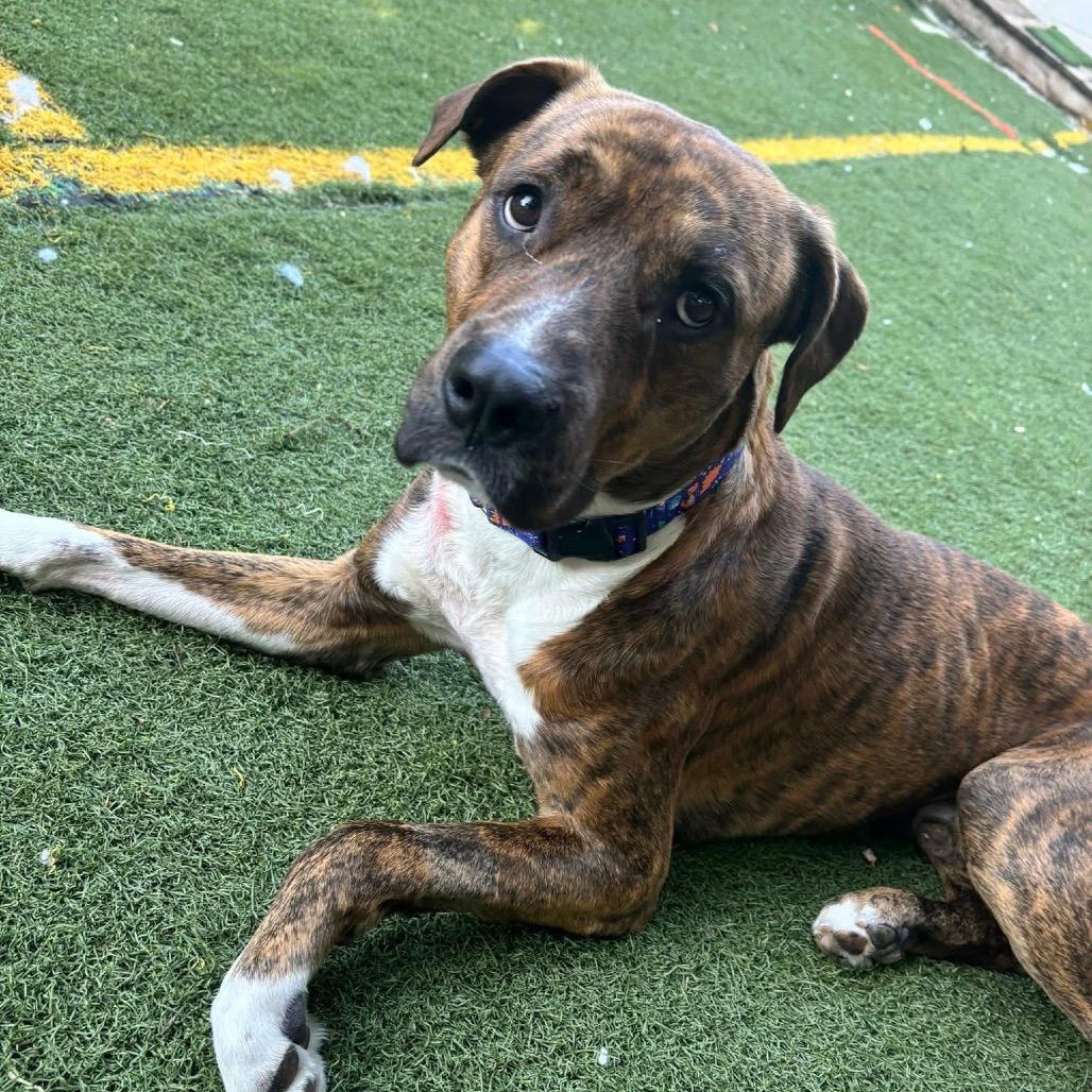 Enlarge Worthy, a Adoptable mixed breed in Spring Hill, KS image 5/6