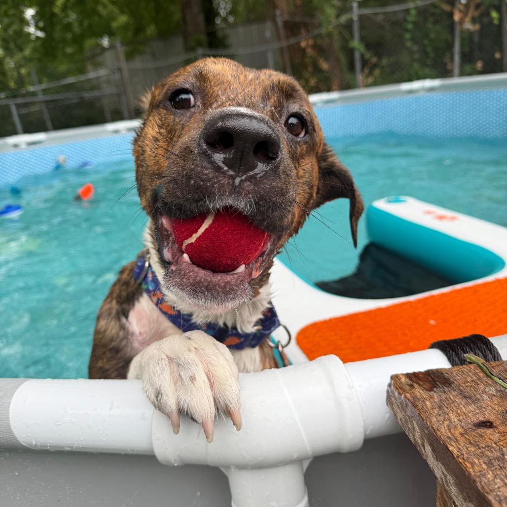 Enlarge Worthy, a Adoptable mixed breed in Spring Hill, KS image 6/6