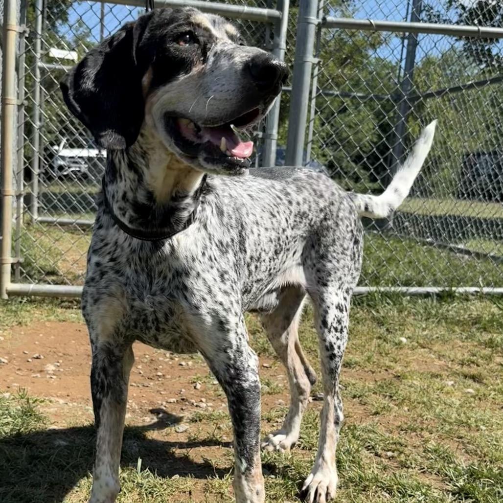 Duffy, Adoptable, Adult Male Bluetick Coonhound.
