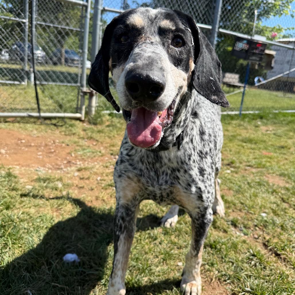 Enlarge Duffy, a Adoptable Bluetick Coonhound in Harrisonburg, VA image 2/6