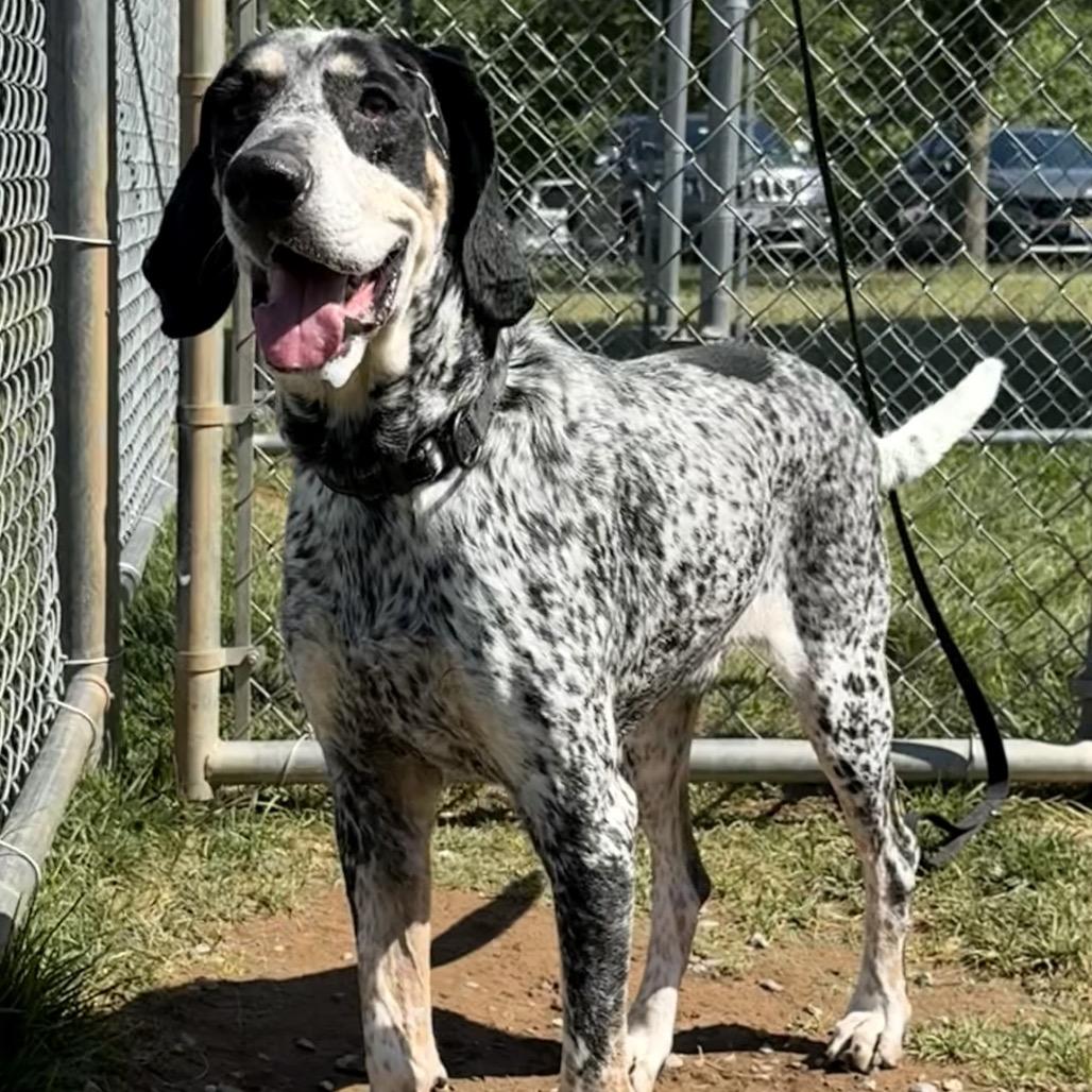 Enlarge Duffy, a Adoptable Bluetick Coonhound in Harrisonburg, VA image 3/6