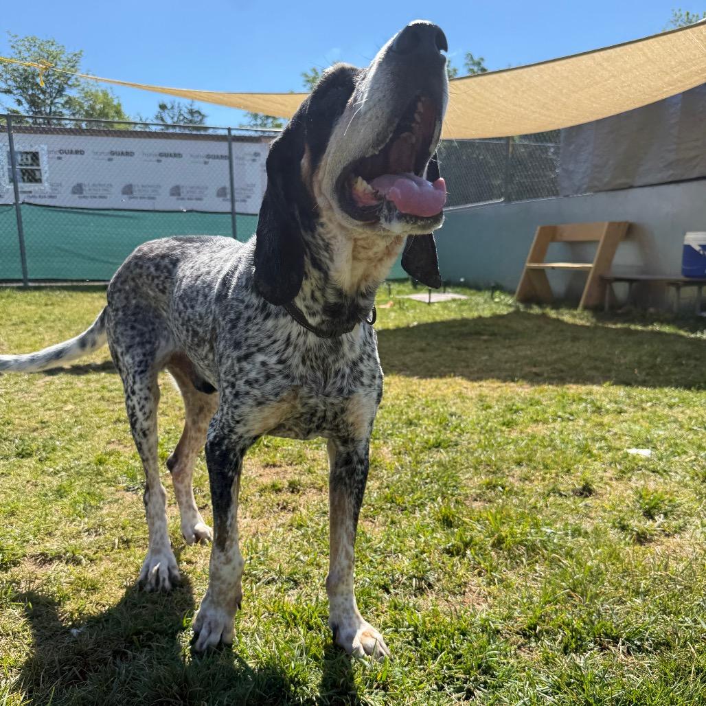 Enlarge Duffy, a Adoptable Bluetick Coonhound in Harrisonburg, VA image 4/6