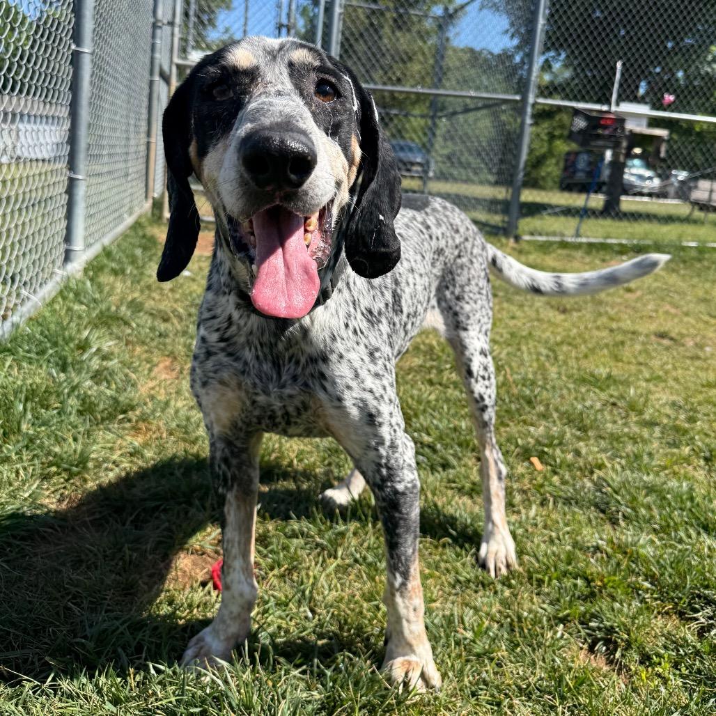 Enlarge Duffy, a Adoptable Bluetick Coonhound in Harrisonburg, VA image 5/6