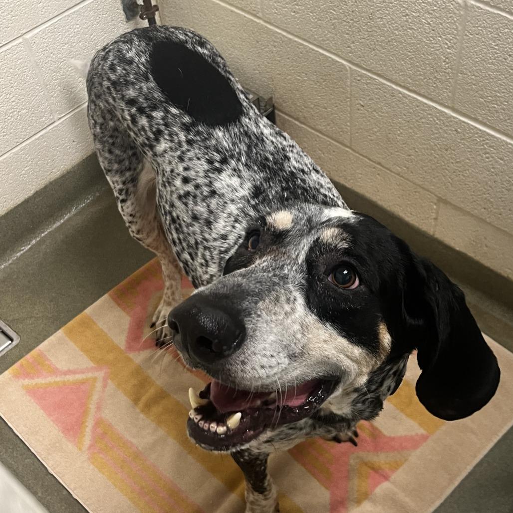 Enlarge Duffy, a Adoptable Bluetick Coonhound in Harrisonburg, VA image 6/6
