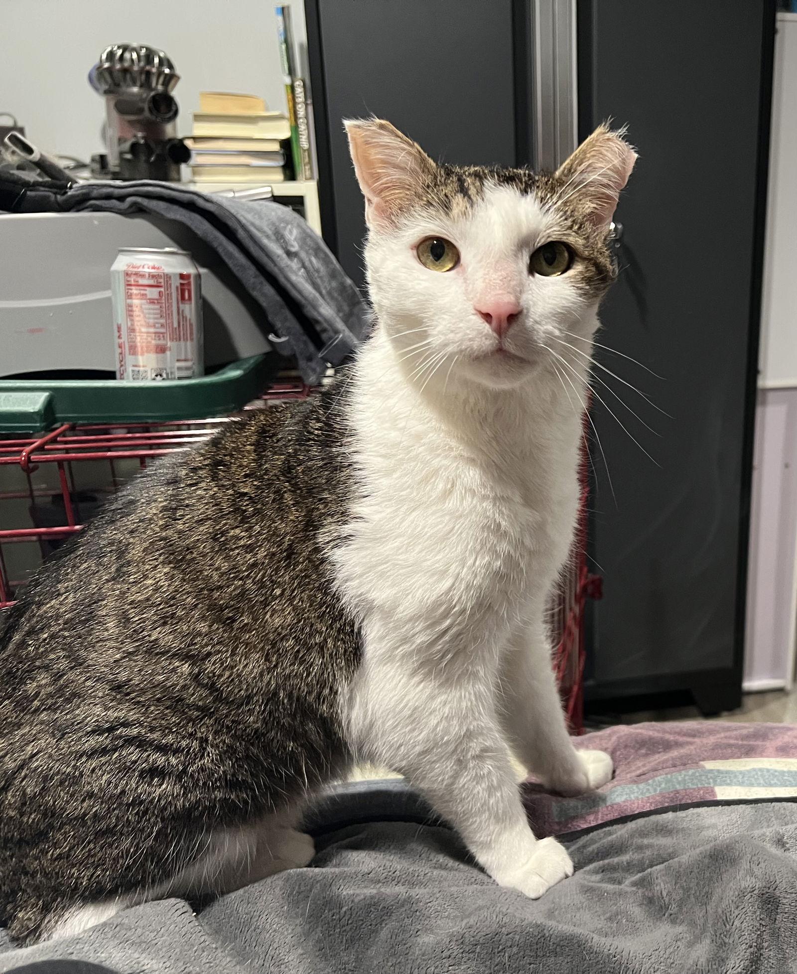 Enlarge Gonzo - (FIV+ in foster), a Adoptable Domestic Short Hair in Alexandria, VA image 2/3