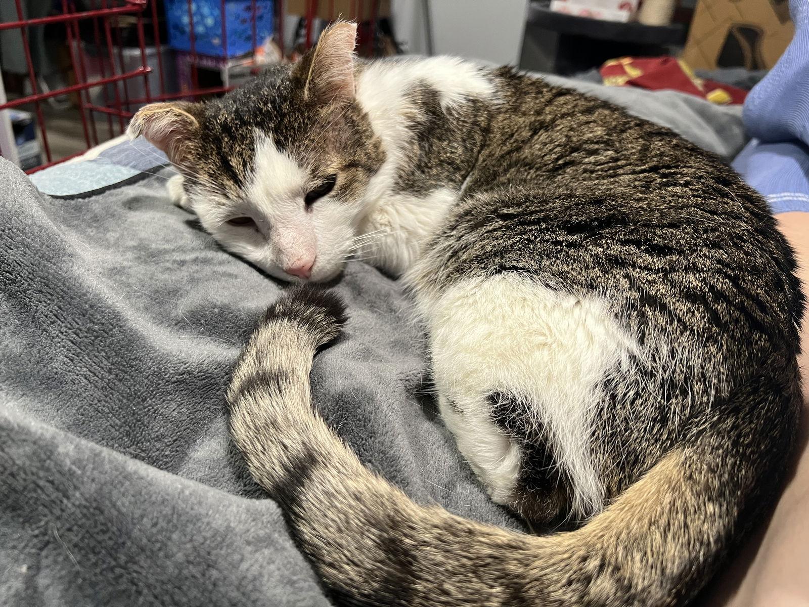 Enlarge Gonzo - (FIV+ in foster), a Adoptable Domestic Short Hair in Alexandria, VA image 3/3