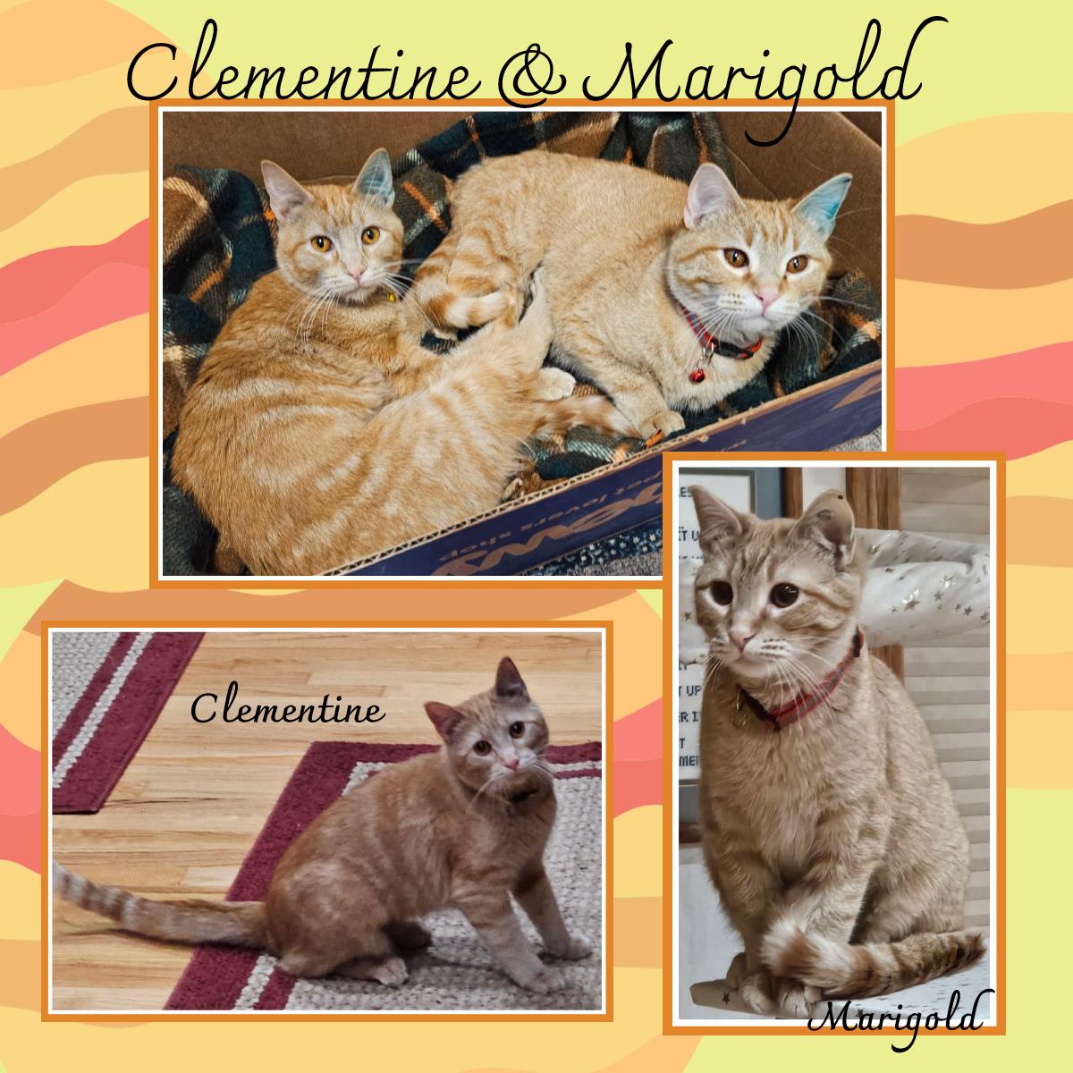 Clementine & Marigold (BONDED), ADOPTABLE, Young Female Domestic Short Hair.