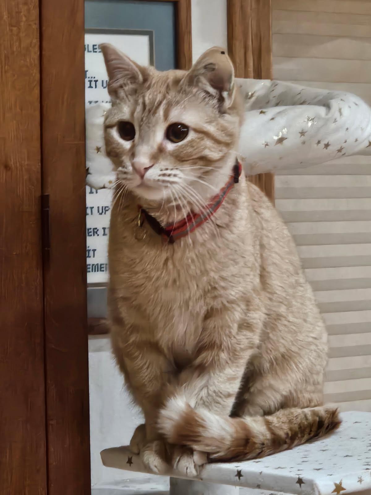 Enlarge Clementine & Marigold (BONDED), a ADOPTABLE Domestic Short Hair in Valley City, ND image 4/4
