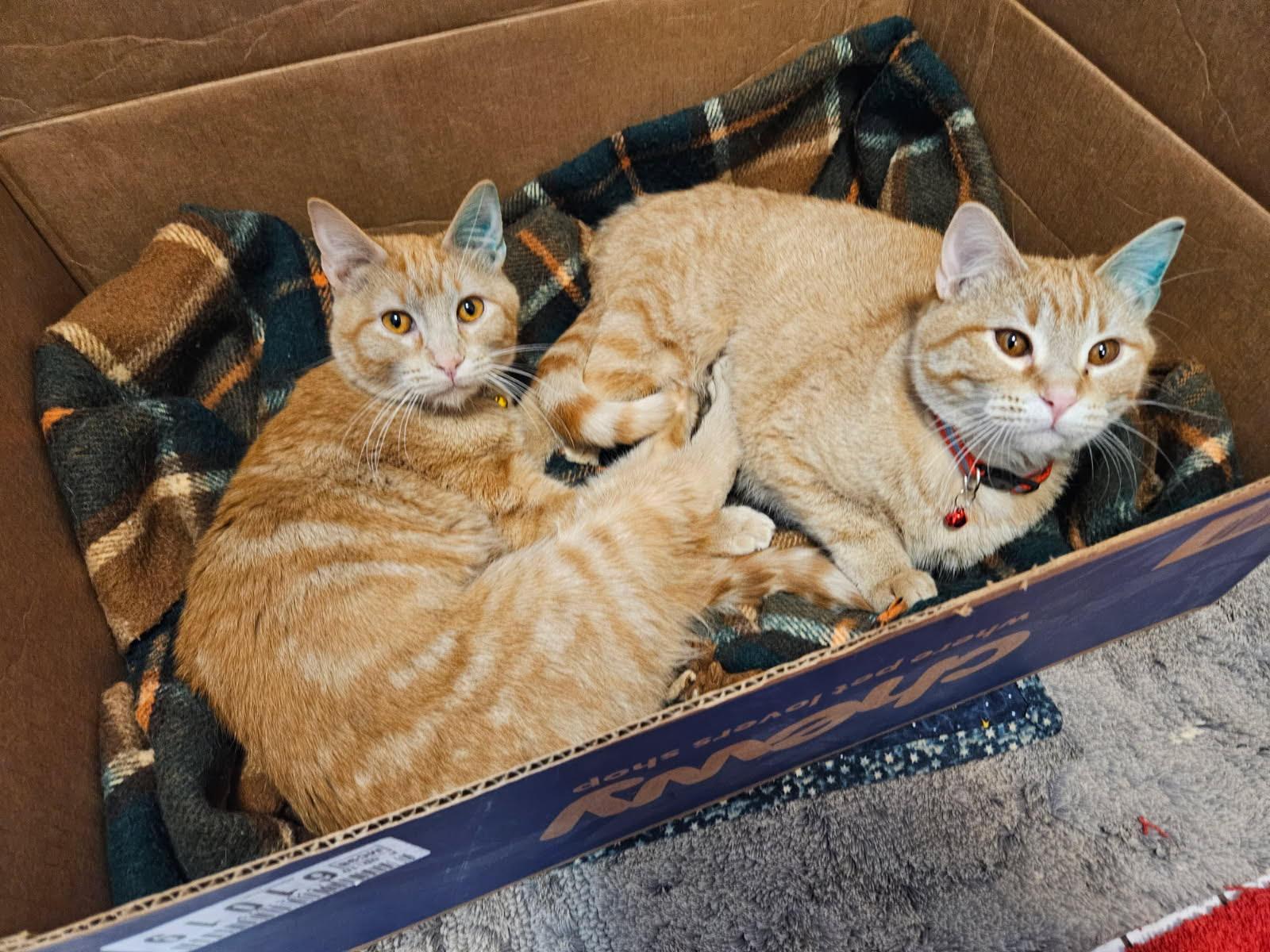 Enlarge Clementine & Marigold (BONDED), a ADOPTABLE Domestic Short Hair in Valley City, ND image 2/4