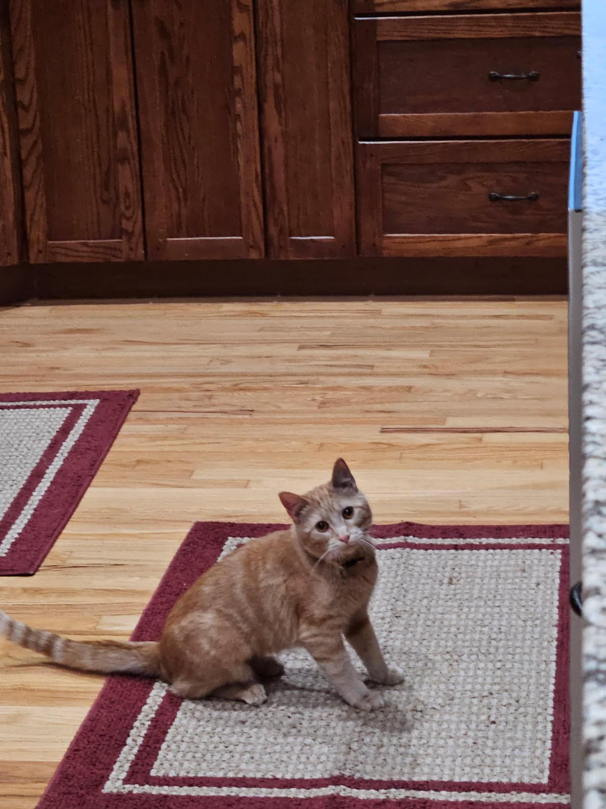 Enlarge Clementine & Marigold (BONDED), a ADOPTABLE Domestic Short Hair in Valley City, ND image 3/4