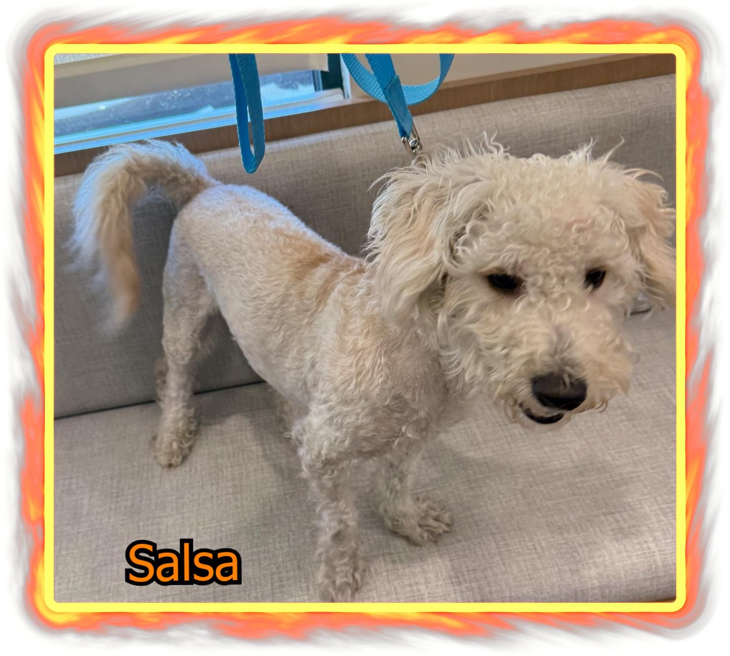 Enlarge Salsa - IL, a ADOPTABLE mixed breed in Cicero, IL image 1/1