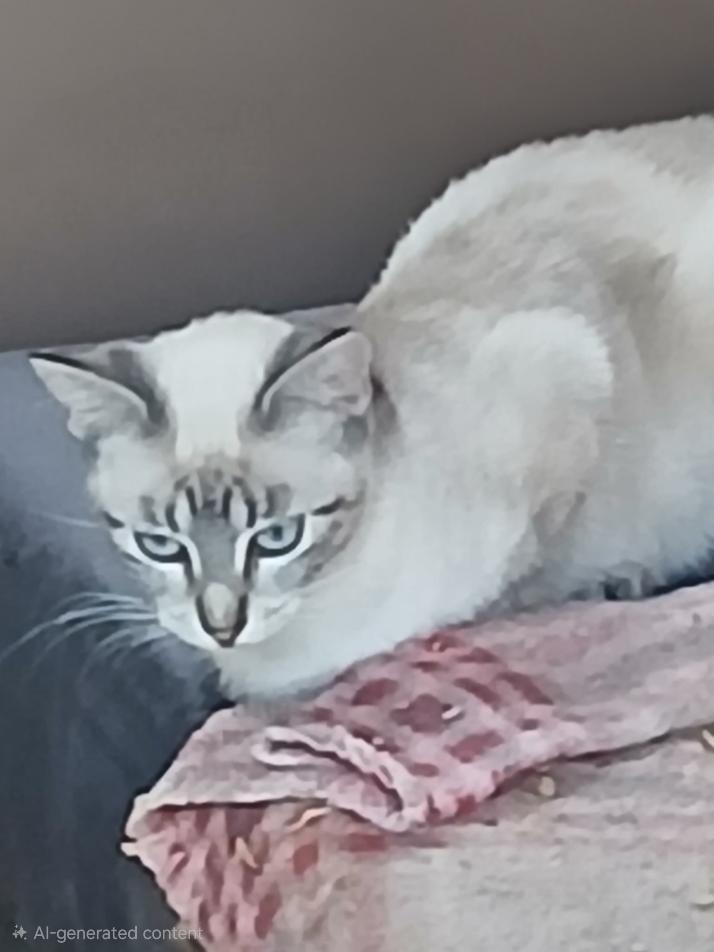 Enlarge Pepper, a Adopted Siamese in Mena, AR image 3/3