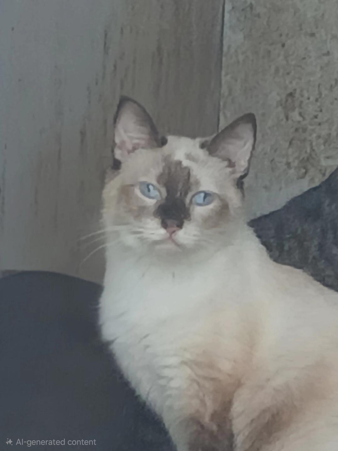Pepper, Adopted, Young Female Siamese.