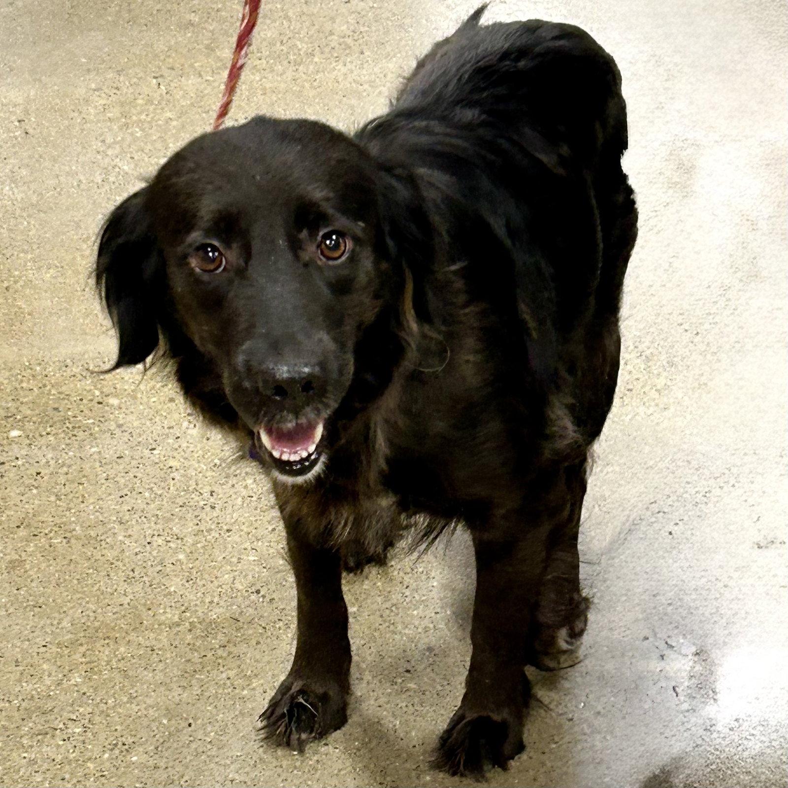 Ziggy 2026, Adoptable, Adult Female Golden Retriever.