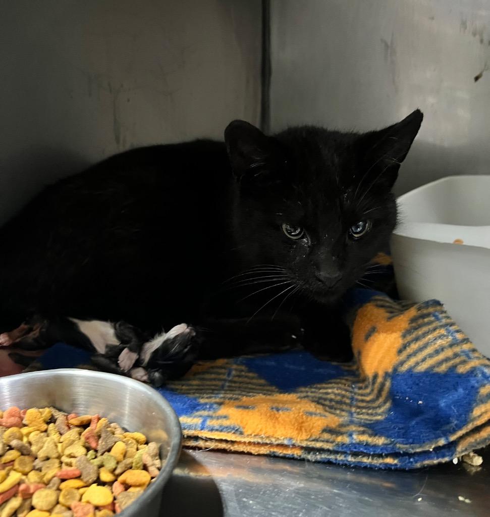 Whitey - Fee Waived, Adoptable, Young Female Domestic Short Hair.