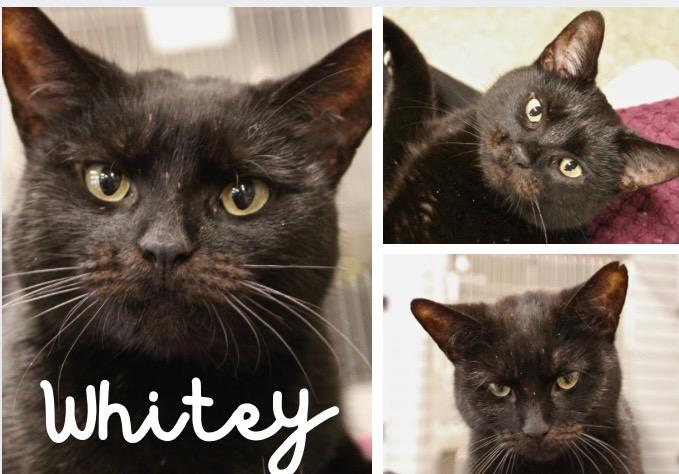 Enlarge Whitey - Fee Waived, a Adoptable mixed breed in Pierceton, IN image 2/3