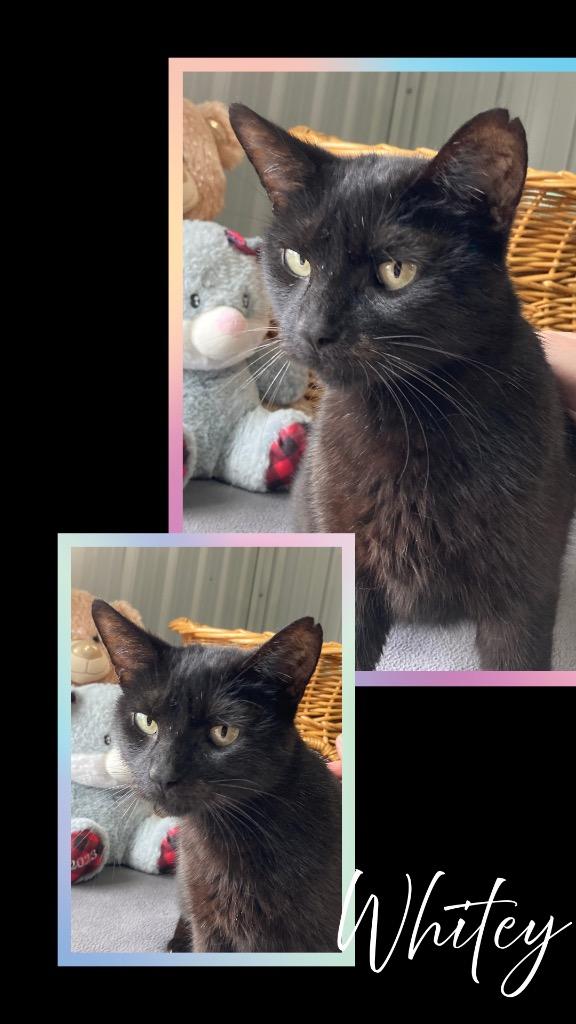 Enlarge Whitey - Fee Waived, a Adoptable mixed breed in Pierceton, IN image 3/3