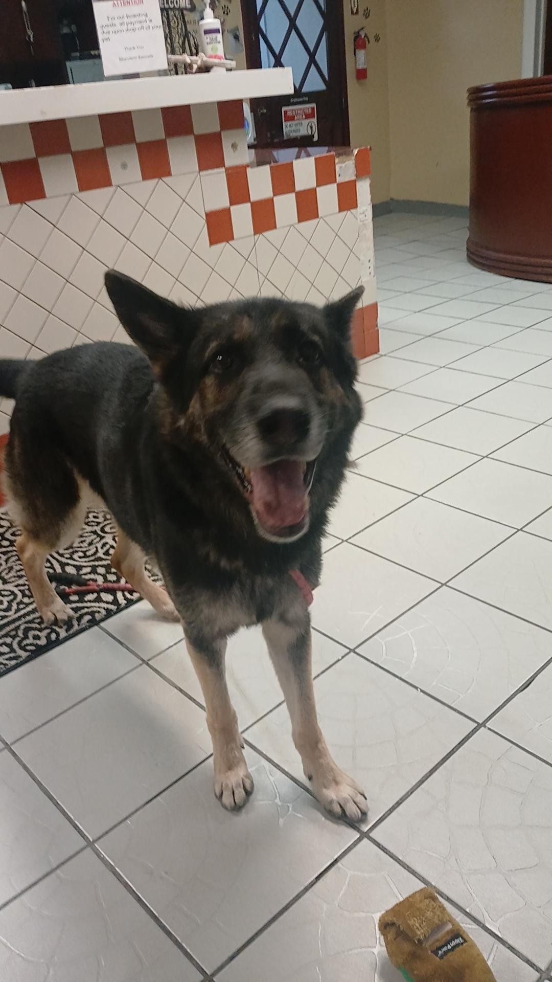 Sven, a Adoptable German Shepherd Dog in rowland heights, CA image 2/5