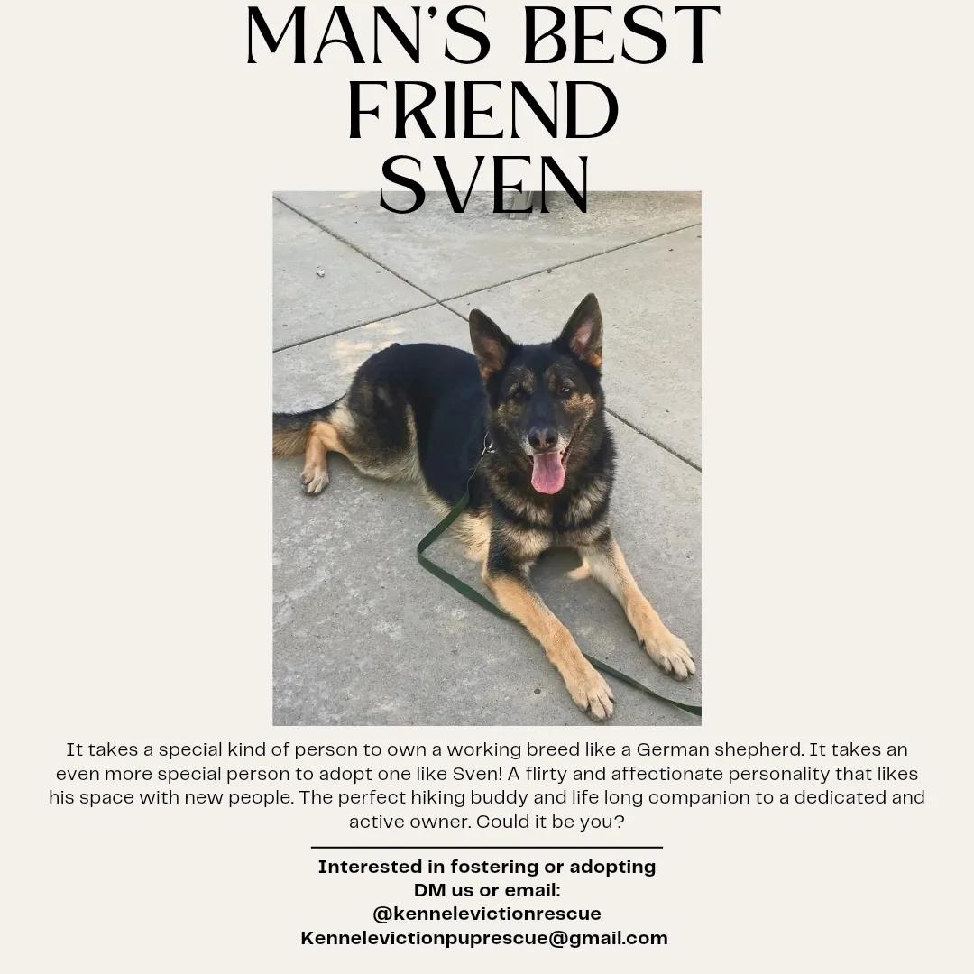 Sven, a Adoptable German Shepherd Dog in rowland heights, CA image 3/5