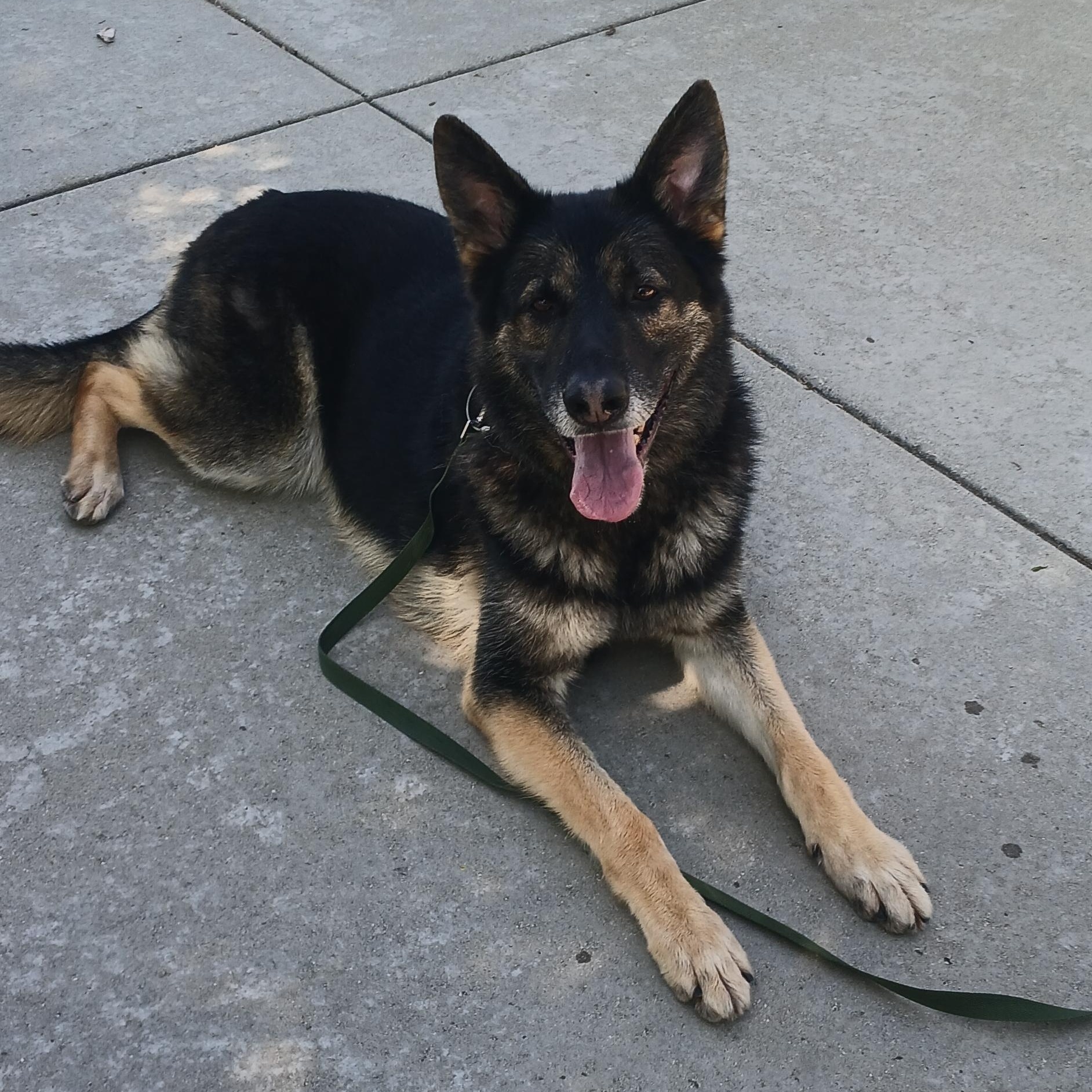Sven, Adult Male German Shepherd Dog