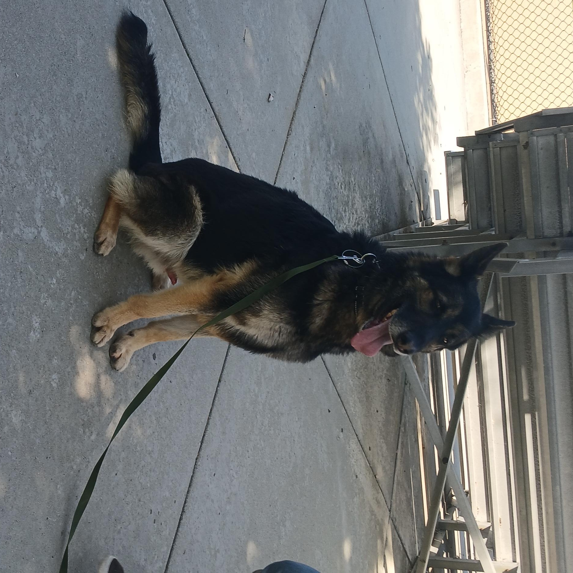 Sven, a Adoptable German Shepherd Dog in rowland heights, CA image 4/5
