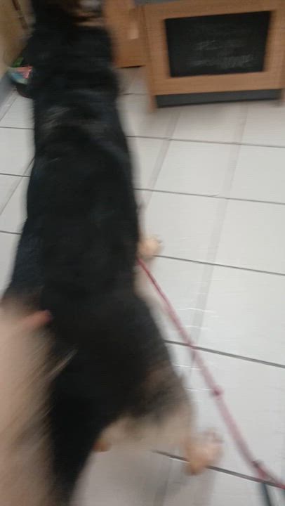 Enlarge Sven, a Adoptable German Shepherd Dog in rowland heights, CA video 5/5