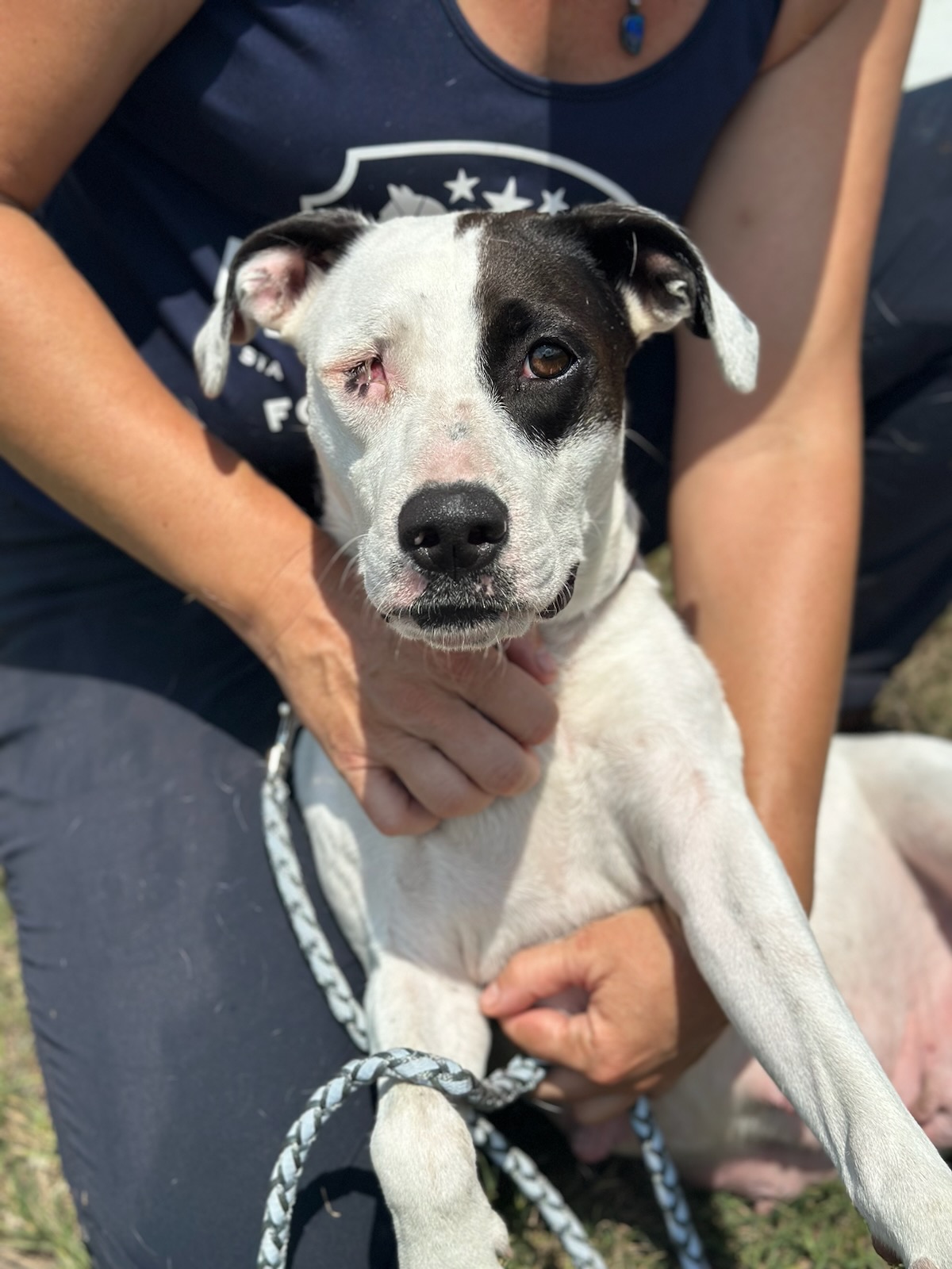 Olive, an adopted American Staffordshire Terrier in Saint Augustine, FL_image-1