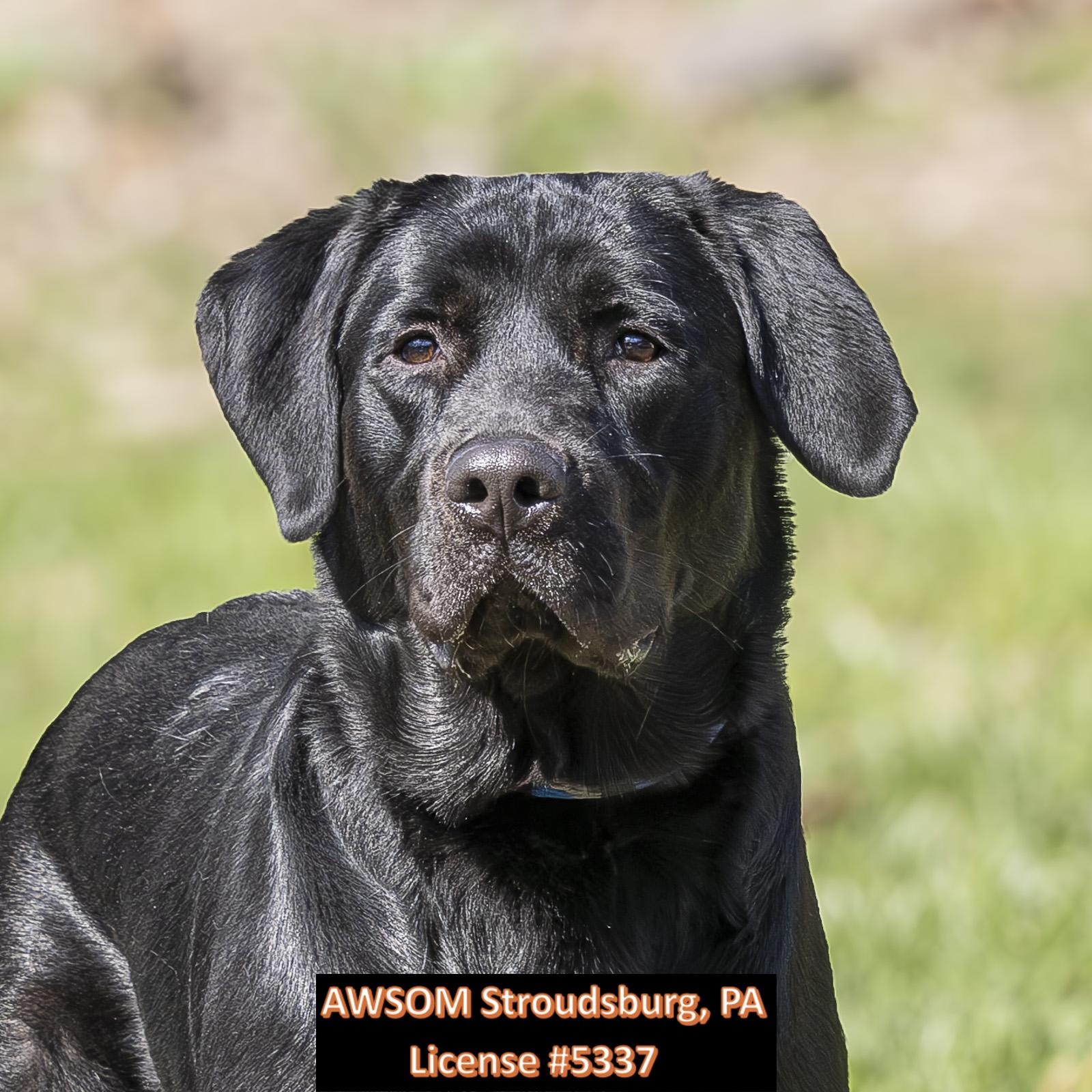 Enlarge Kazoo, a ADOPTABLE mixed breed in Stroudsburg, PA image 1/3