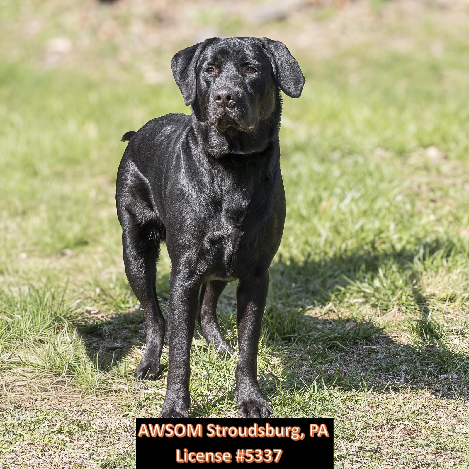 Enlarge Kazoo, a ADOPTABLE mixed breed in Stroudsburg, PA image 2/3