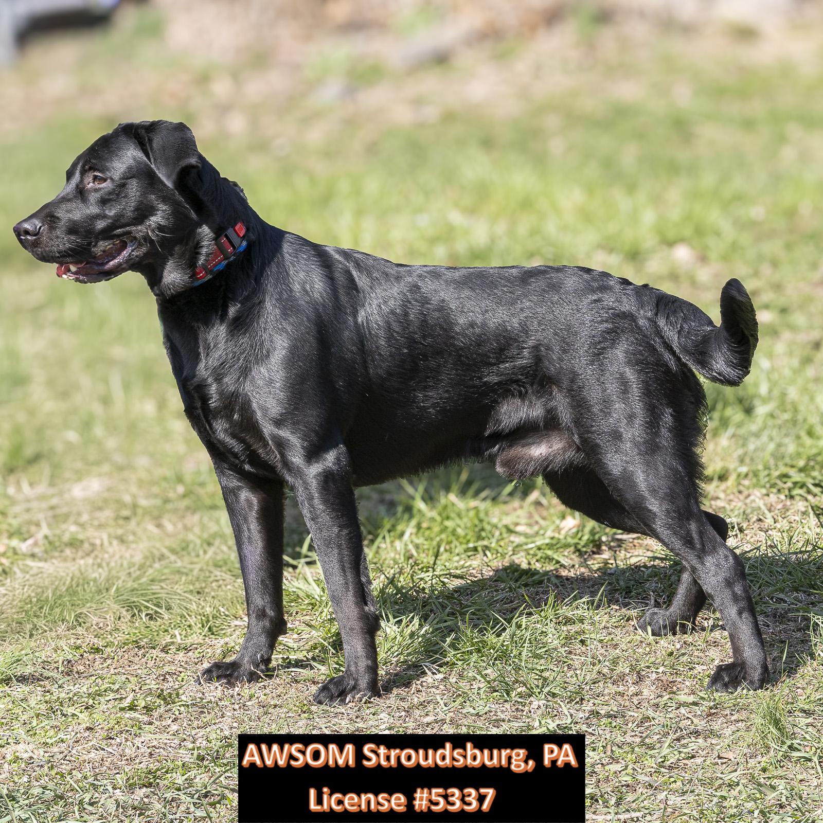 Enlarge Kazoo, a ADOPTABLE mixed breed in Stroudsburg, PA image 3/3