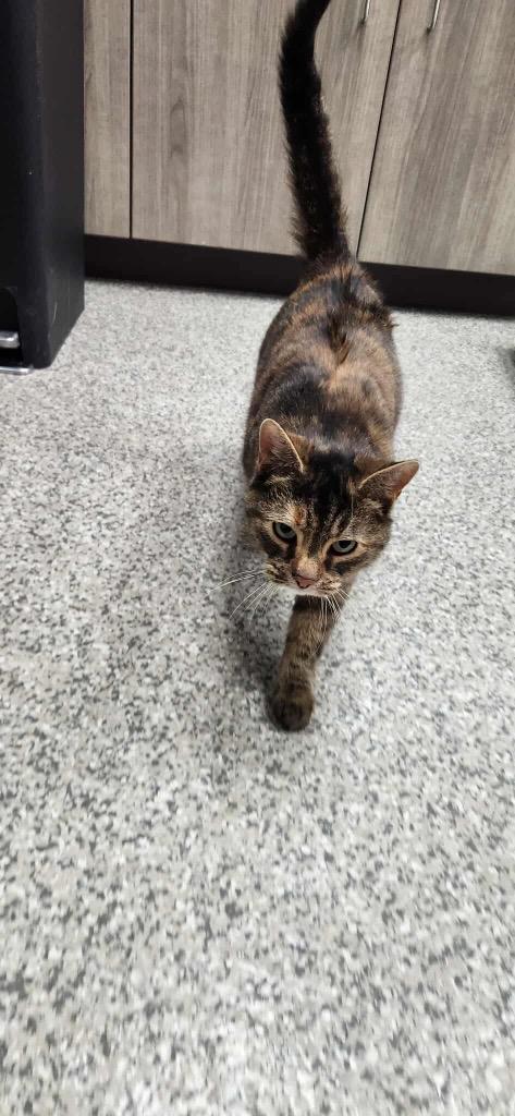 Enlarge Hazel, a Adoptable mixed breed in Van Wert, OH image 1/1