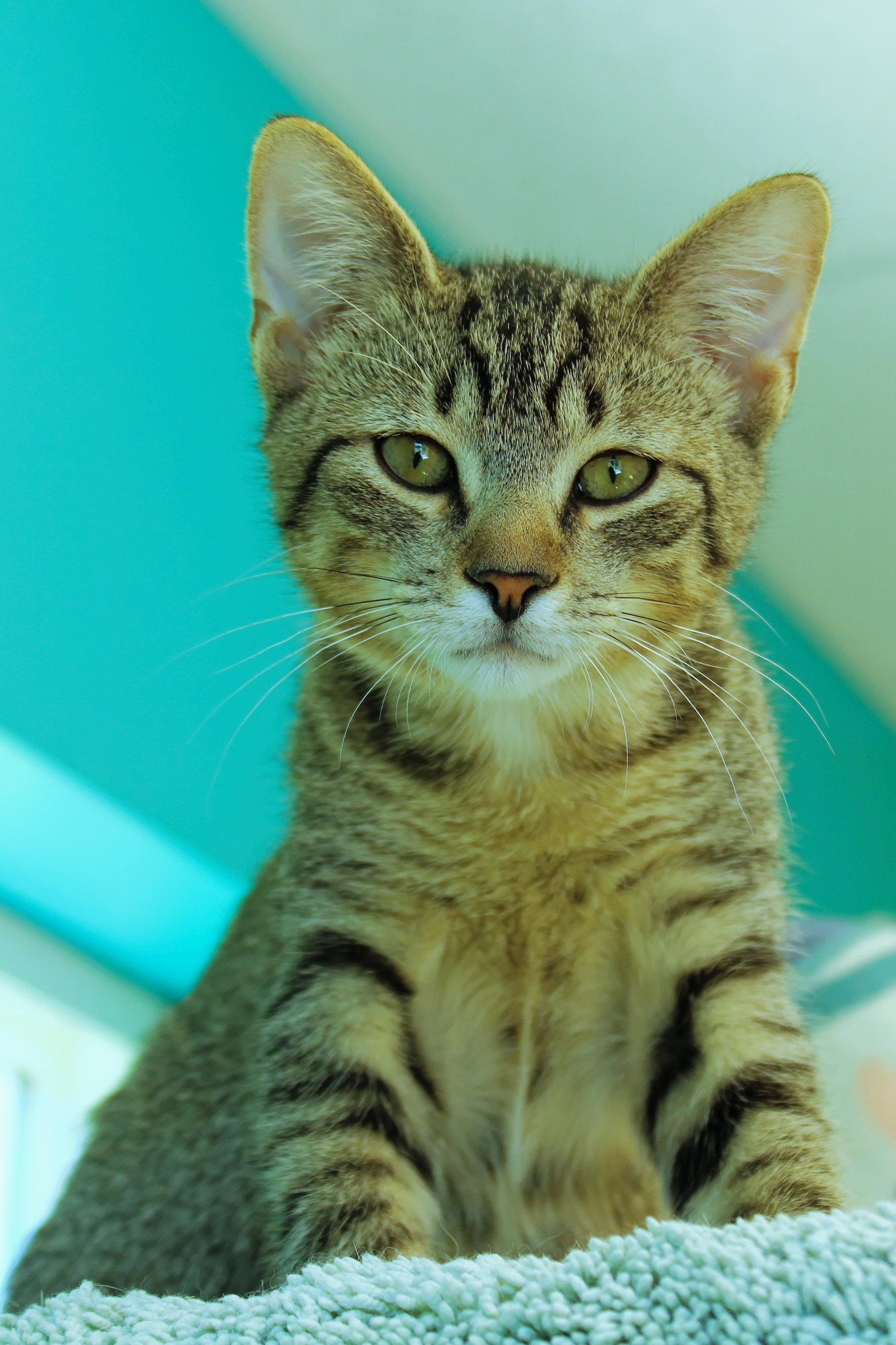 Enlarge Twinkles, a Adoptable Domestic Short Hair in Urbana, OH image 2/6